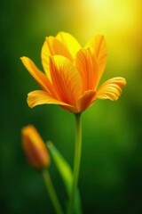 Obraz premium Flor de color naranja y amarillo en un fondo desenfocado verde con rayos del sol brillantes, paisaje, flor, colorido