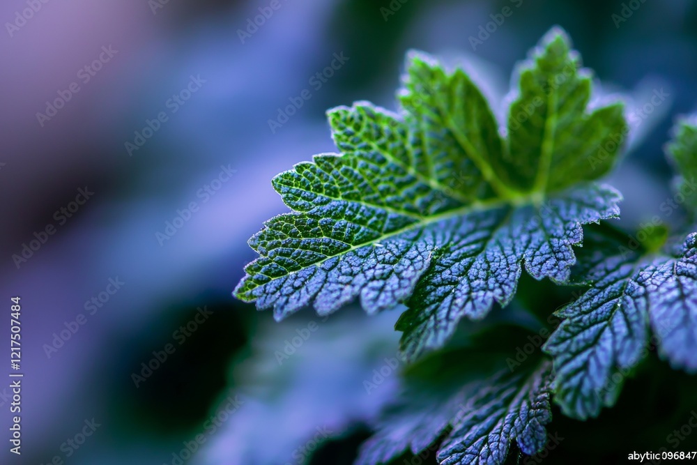Poster green leaves are displaying intricate vein patterns and textures, creating a captivating close-up vi