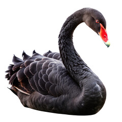 Black swan isolated on transparent background  
