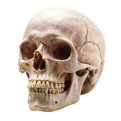 Cranium model isolated on transparent background  
