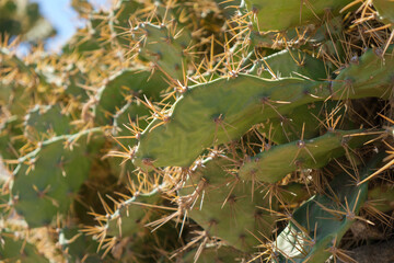 cactus illuminated by the Spanish sun