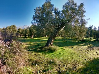 landscape with trees
