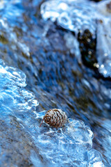 Pine Cone in the Ice
