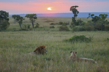 Lion and lioness sitting in tall grasses on a sunset in masai mara grasslands