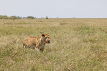 Lioness with meal in mouth walking in the grass of masai mara grasslands