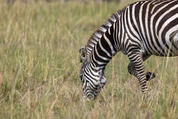 zebra grazing grass in savannah grasslands in serengeti park