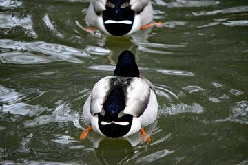Männliche Stockente (Anas platyrhynchos) im Wasser mit Spiegelung
