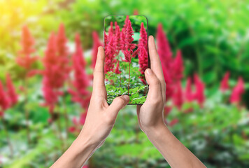 Plant identifier application. Woman taking photo of flowers outdoors, closeup