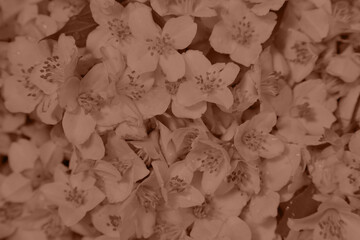 Beautiful jasmine flowers, toned in mocha mousse shade. Color of 2025 year