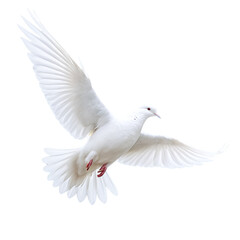 Fototapeta premium flying White Dove isolated on transparent background