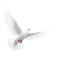 Obraz premium flying White Dove isolated on transparent background