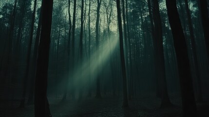 Obraz premium Sunbeam Illuminates Foggy Dark Forest Scene