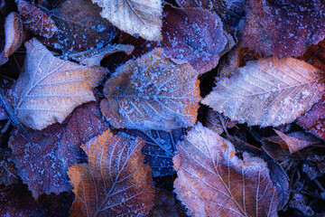 Leaves covered in ice after cold weather. A photo depicting the winter and autumn seasons. Natural...