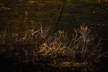 A photo of mushrooms displayed aesthetically in nature. The beginning of fungal growth. Nature background. 