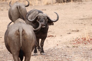 Buffalo spotting on safari 