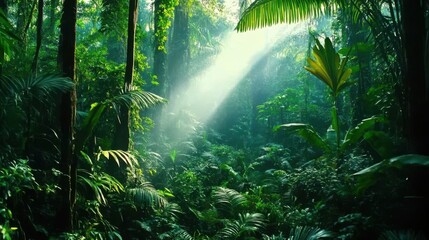 Sunbeams Illuminate Lush Green Rainforest Canopy