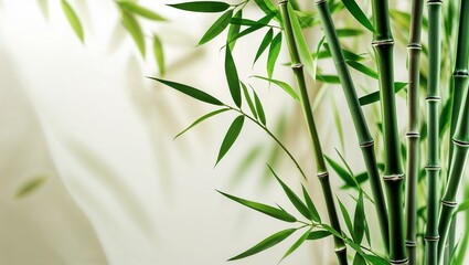 Naklejka premium Green Bamboo Stalks and Leaves against a Soft White Background in Natural Light