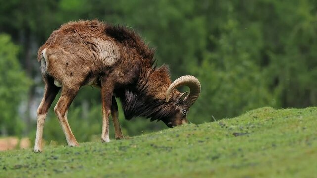 mouflon on a pasture eating grass in the summer heat