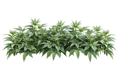 Fototapeta premium Stimulating nettle isolated on white background PNG.AI GENERATED