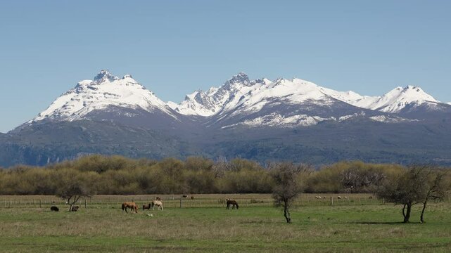 Horses grazing in a Patagonian meadow below snowcapped mountains
