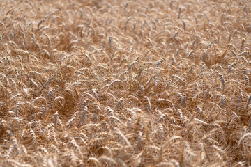 Field on an agriculture farm. Farming. Crop field. Seed ripe nature background. Golden crop and ear of wheat. Farmland with field of rye in summer. Agriculture wheat field. Late harvest