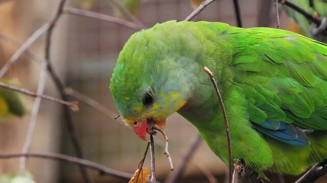 Cyanoramphus auriceps pecking leaves on a broken background