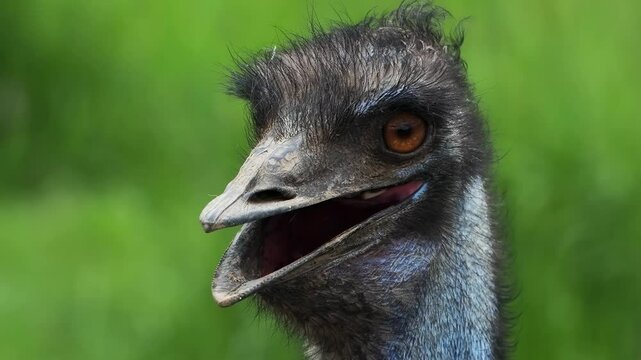  unusually beautiful and unusual emu ostrich looks at the camera with big eyes and a big mouth