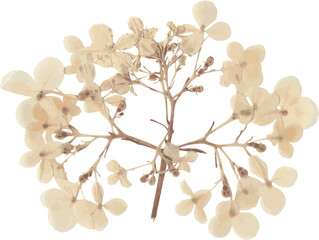 Pressed dried flower realistic illustration isolated on transparent background