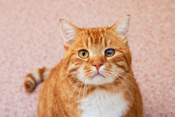This is a close up image of a cat staring intently at the camera