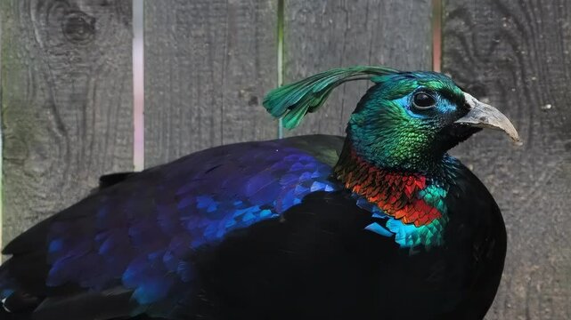 portrait of beautiful colorful Himalayan pheasant slow motion