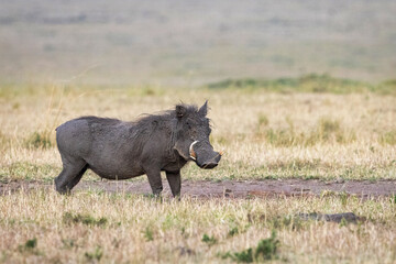 Warthog (Pumba) Looking Directly at the Camera. A close-up shot of a warthog in the wild, capturing its distinctive features and expressive gaze as it looks straight into the camera. 