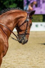 Obraz premium lusitano purebred brown horse and its rider in an equestrian competition, dressage concept background