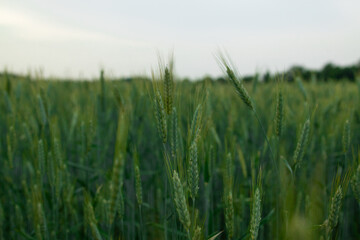 Ripening fresh ears of young green wheat in field. Agricultural concept background. Wheat crops field. Detailed view of growing green wheat sprouts against sky background in spring summer days. High