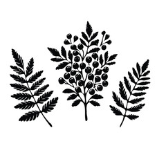 Illustrator Artwork Set of Hand drawn currant branch with berries leaves, black and white Plant illustration in sketch style Blueberry berry art. Botanical illustrations Floral Branches Rowan drawing