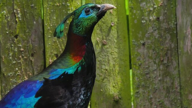 portrait of beautiful colorful Himalayan pheasant slow motion
