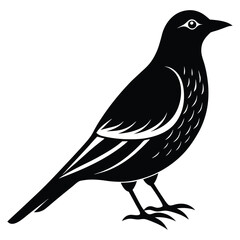 bird on a white background Vector Illustration