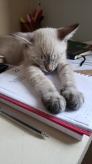 Sweet sleep: a cuddly kitten in a peaceful rest