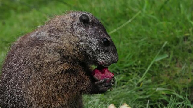 Marmota monax eating vegetables slow motion