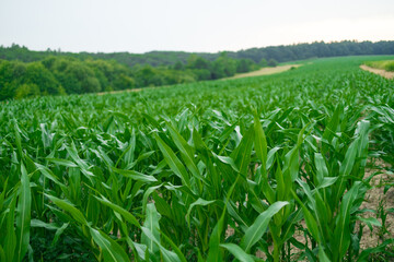 Panoramic view of young corn field plantation growing up. High quality photo