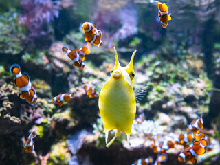 Cute yellow Longhorn cowfish in  a seascape in in aquarium