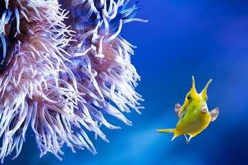 Cute yellow Longhorn cowfish and corals in blue sea water