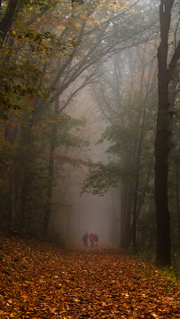 Mglisty spacer w jesienny dzień
