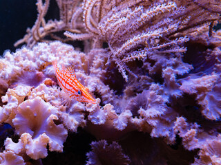 Cute Longnose hawkfish between soft corals