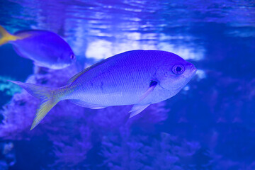 Side view close up of a blue silver fish in sea salt blue water
