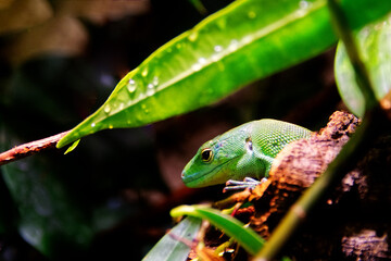 Bodypart of a green keel-bellied lizard
