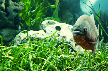 front view of a piranha in the sea water
