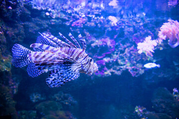 Scorpionfish in blue and purple colours