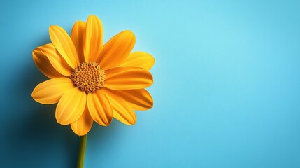 Obraz premium A yellow flower is in the center of a blue background