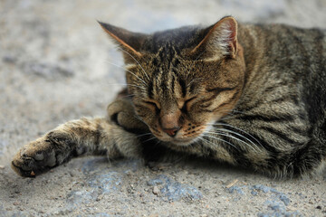Portrait of cute street cat