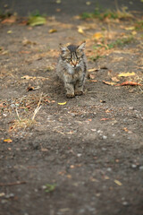 Portrait of cute street cat